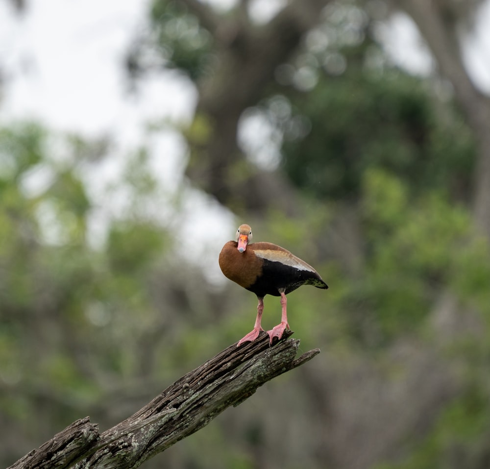 a bird sitting on top of a tree branch