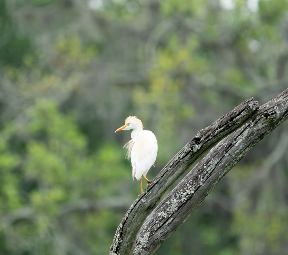 a white bird sitting on top of a tree branch