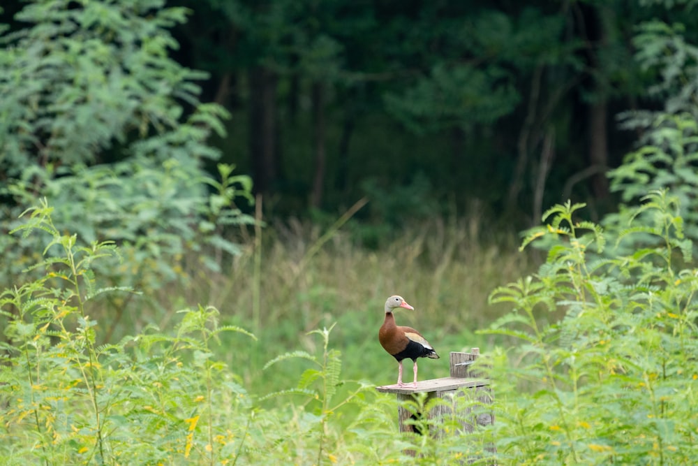 a bird sitting on a bench in a field