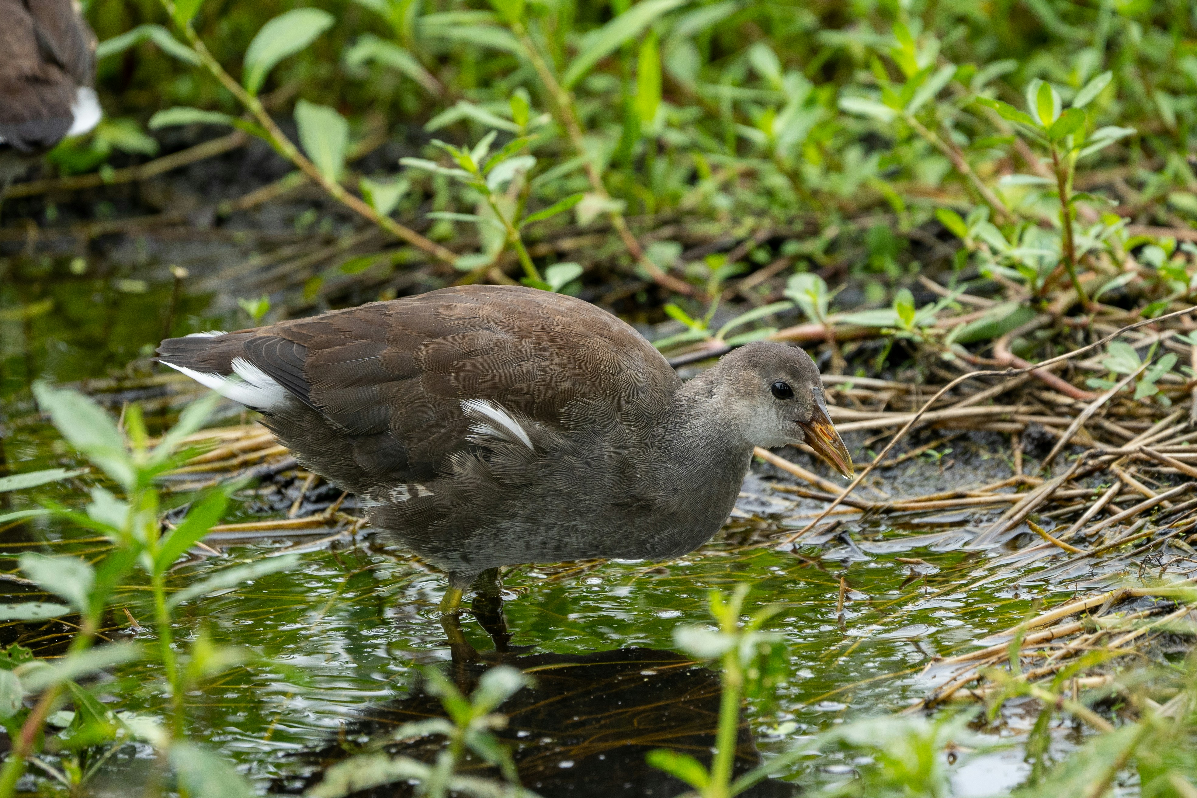 A small bird standing in a body of water