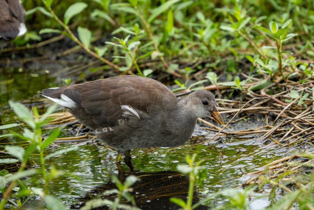 a small bird standing in a body of water