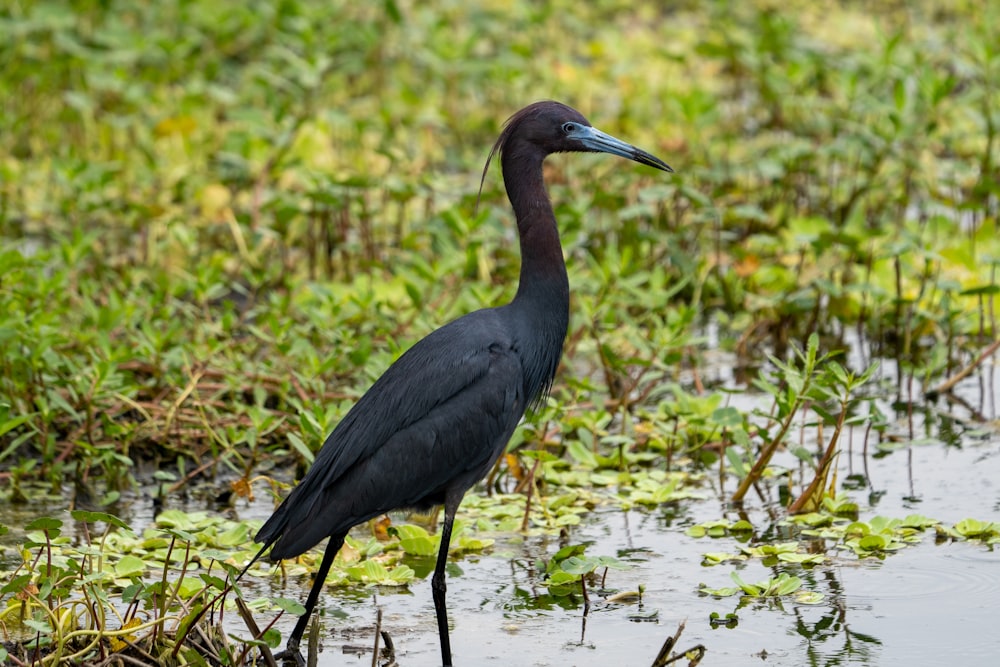 a black bird standing in a swampy area