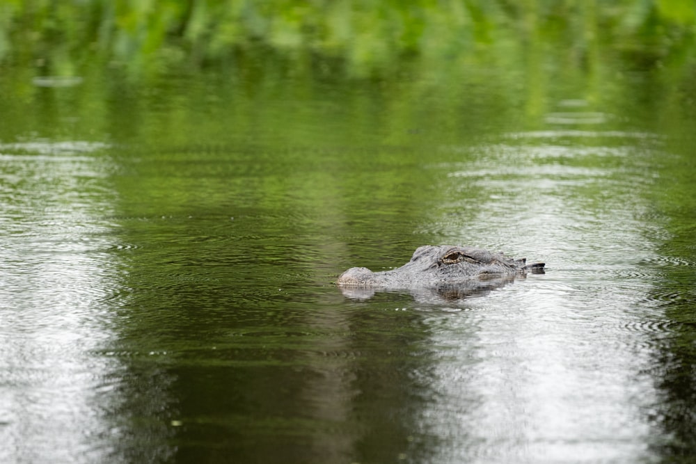 a large alligator swimming in a body of water