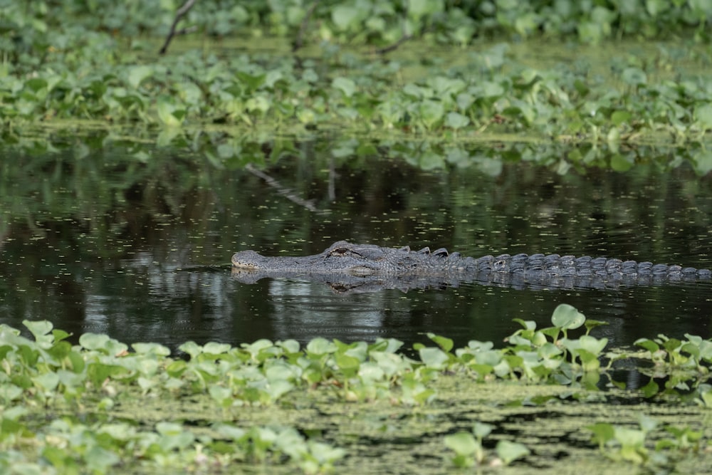 a large alligator is floating in the water