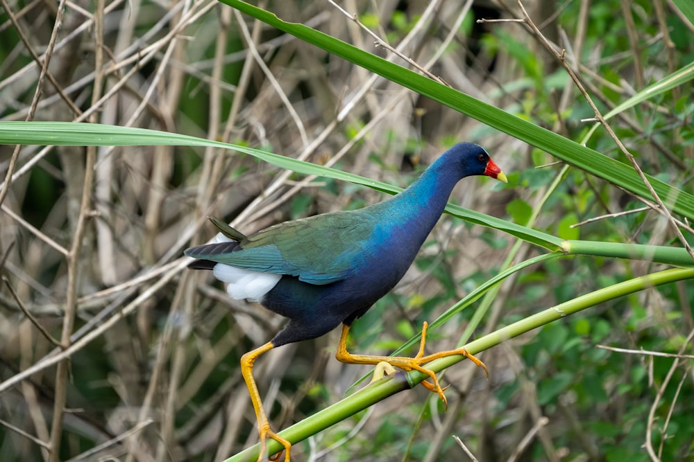 a colorful bird perched on top of a green plant