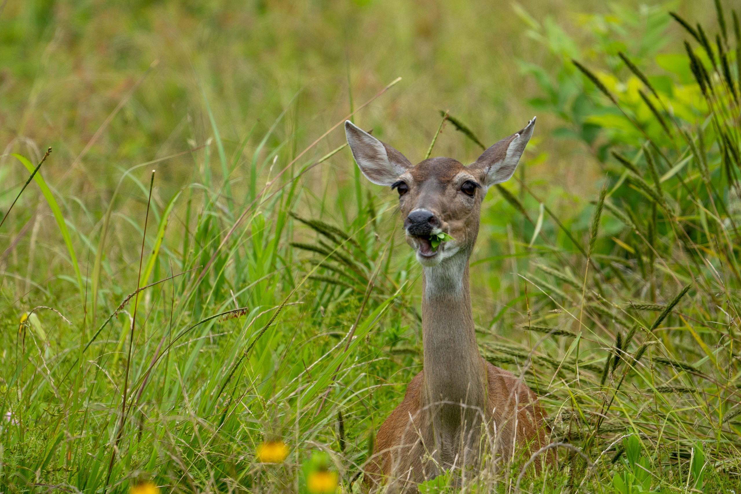 a deer is standing in the tall grass