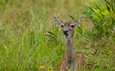 a deer is standing in the tall grass