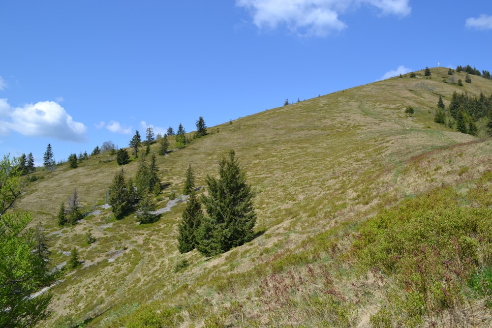 a grassy hill with trees on top of it