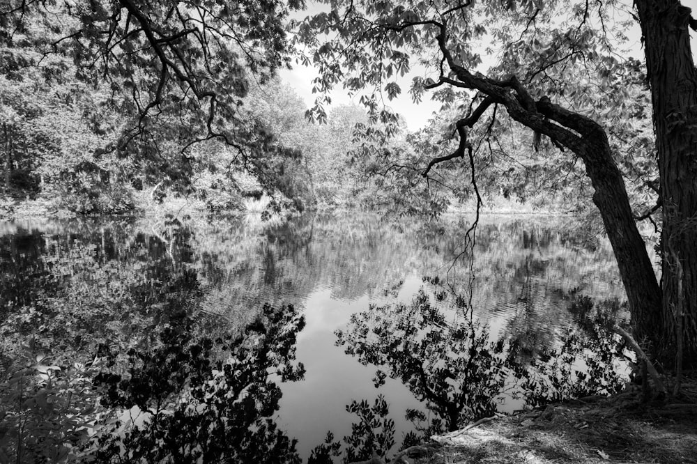 a black and white photo of a lake surrounded by trees