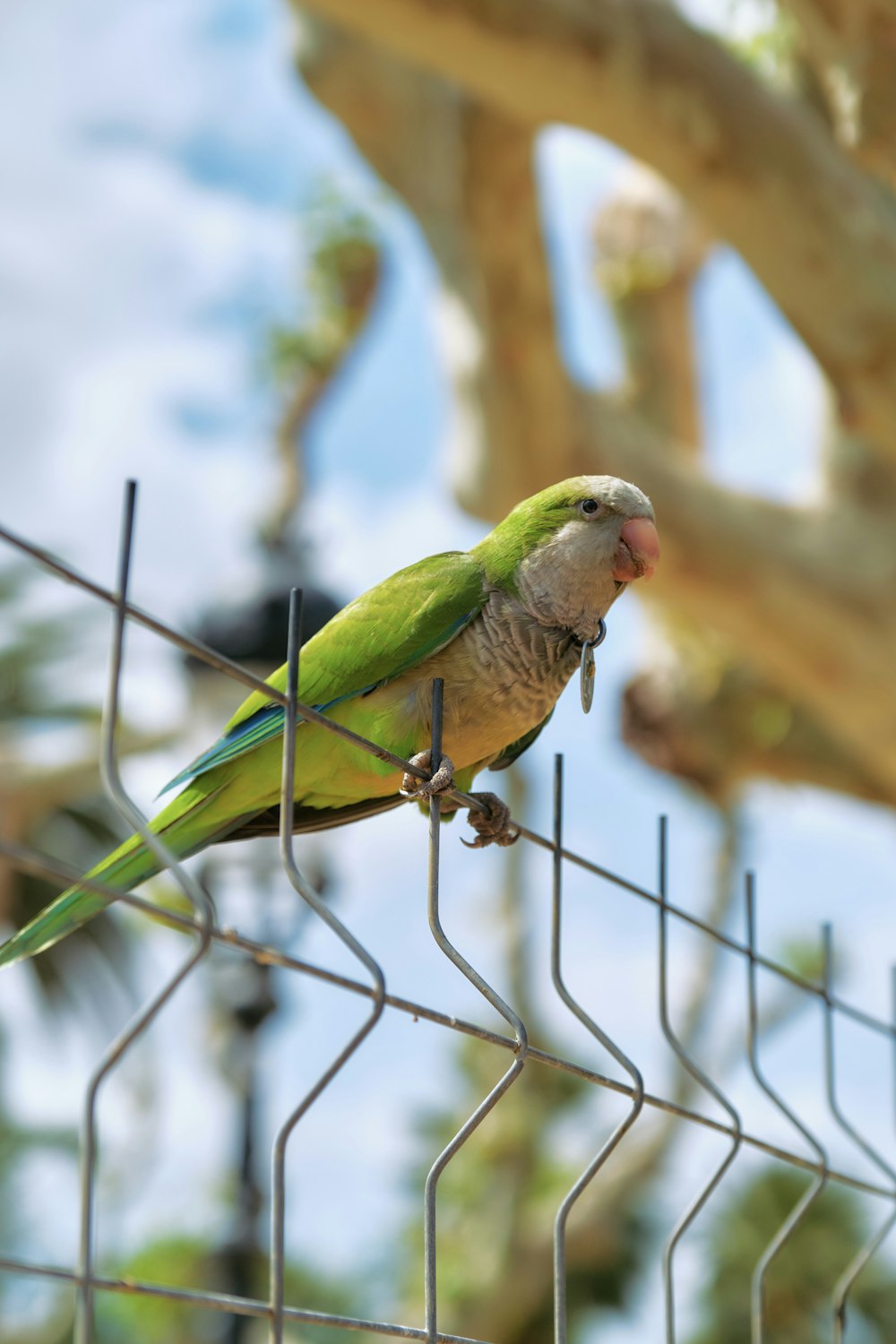 a green parrot sitting on top of a wire fence