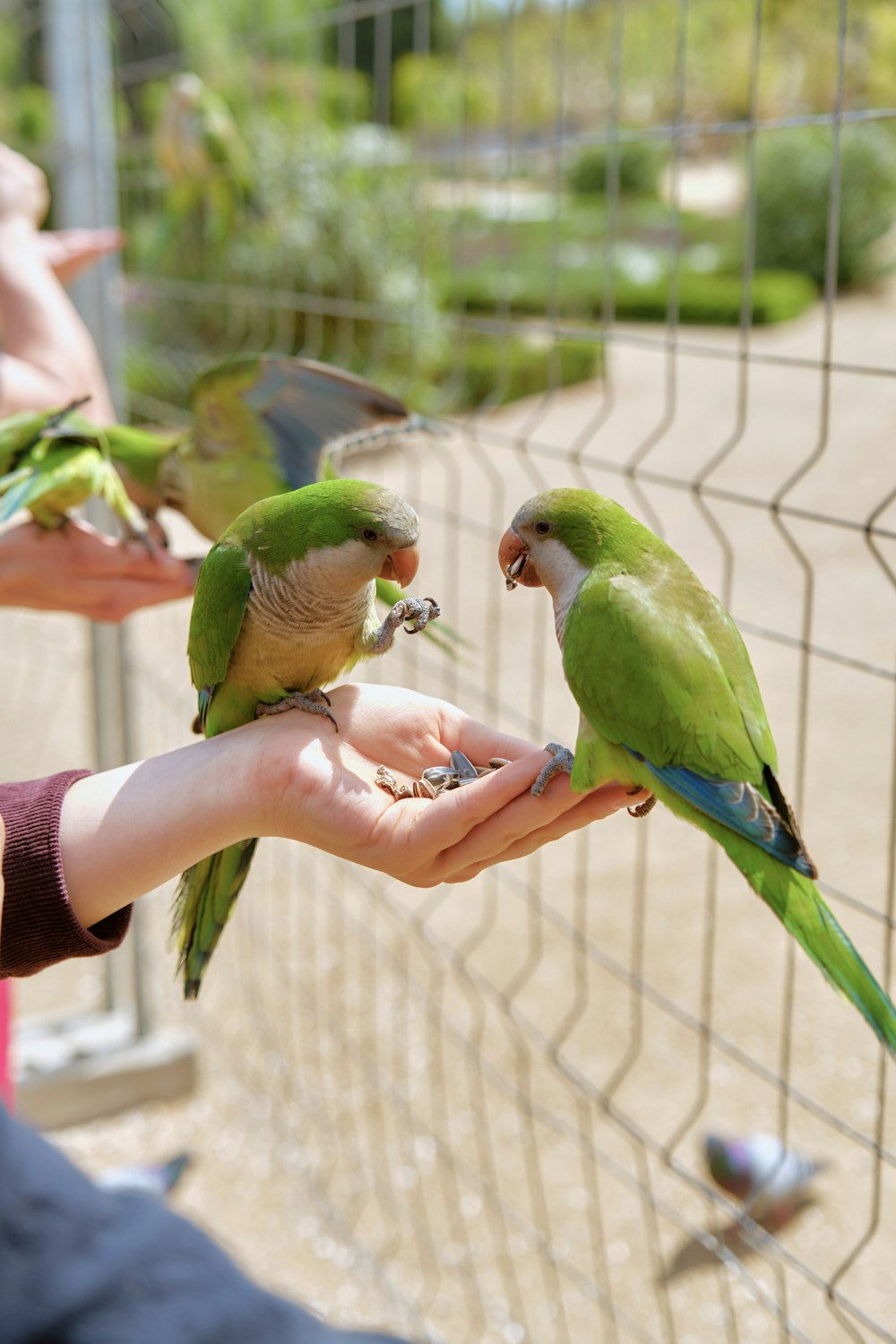 a group of birds that are on a person's hand