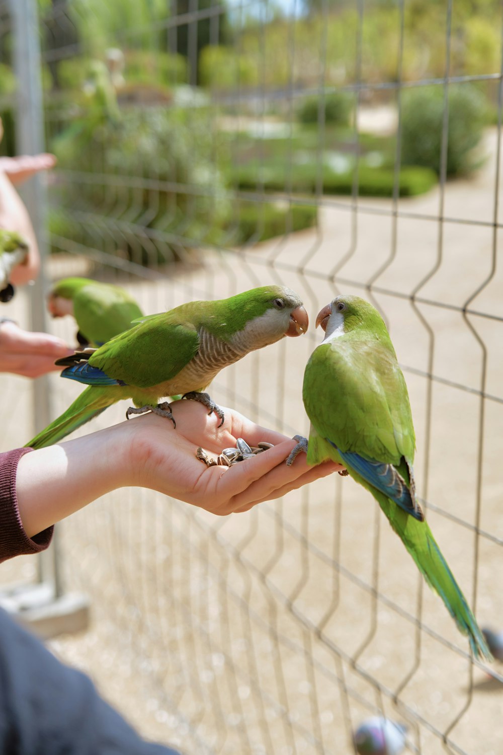 a group of green birds sitting on top of a person's hand