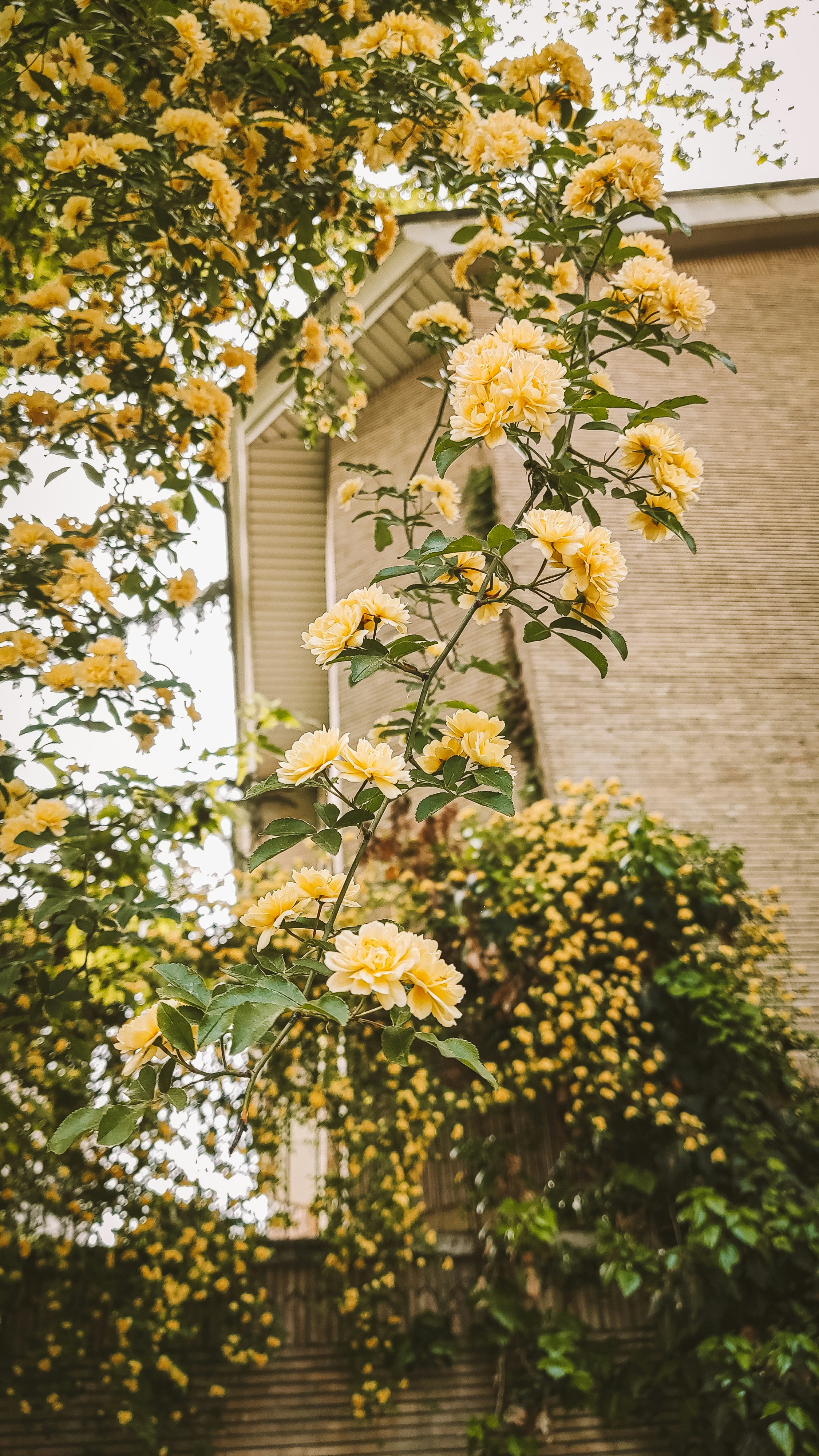 Imágenes de Fondo De Pantalla De Flores Amarillas | Descarga imágenes  gratuitas en Unsplash, image size:3000x5333