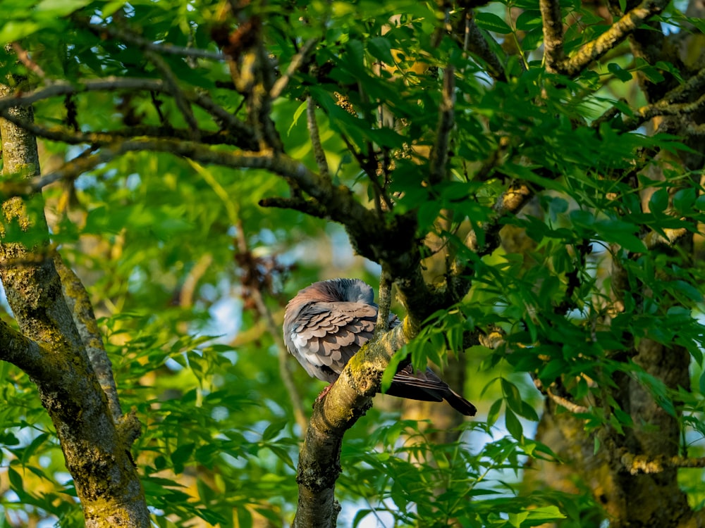 a bird perched on a branch of a tree