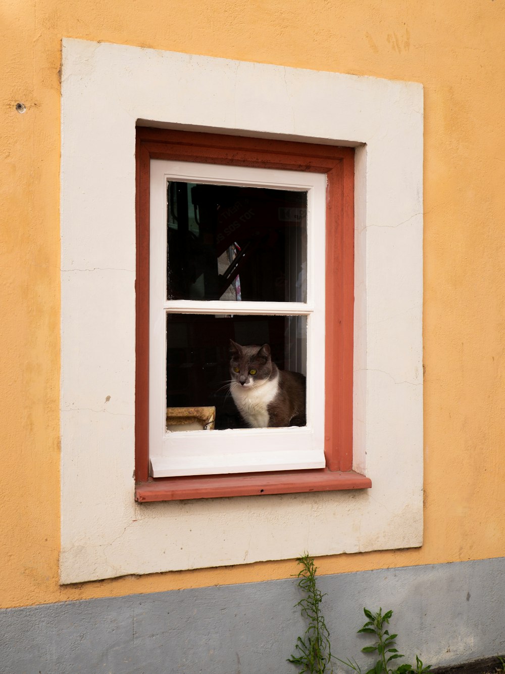 a cat is looking out of a window