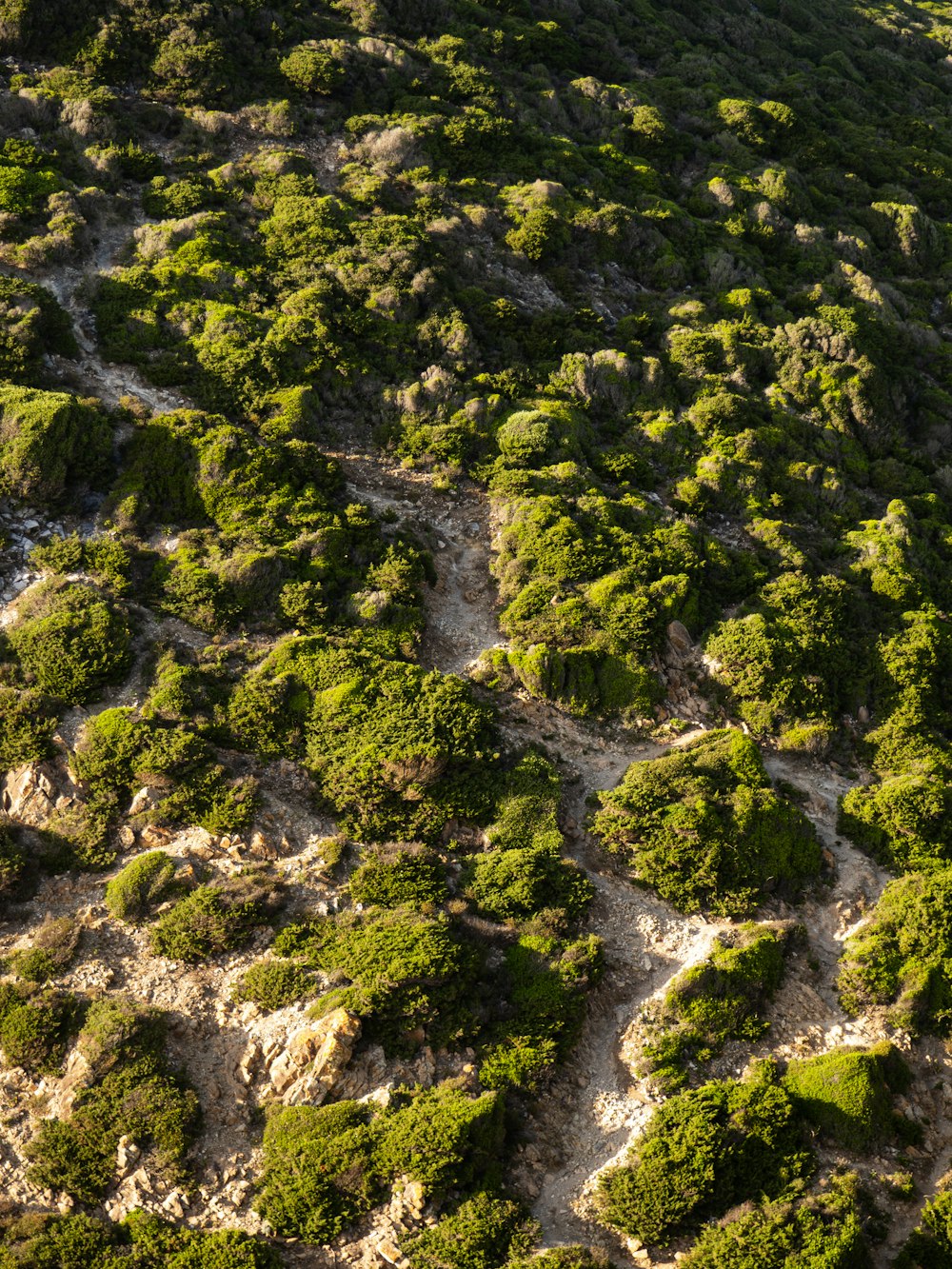 an aerial view of a grassy area with trees