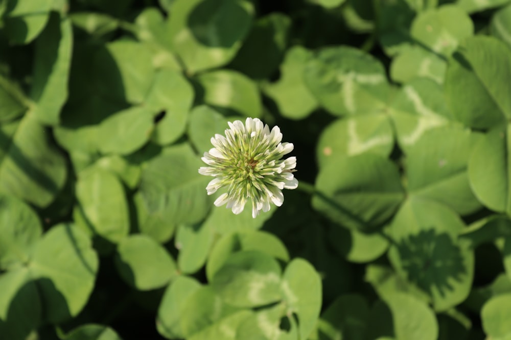 a small white flower surrounded by green leaves