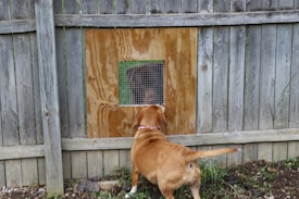 A brown dog stands attentively in front of a wooden fence with a square opening covered by mesh, peering through it. On the other side of the fence, another dog looks back through the mesh. The scene is set in a natural outdoor environment with some greenery visible.