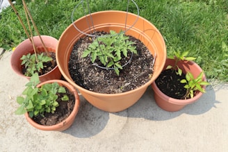 Several potted plants are arranged outdoors on a cement surface. The largest pot in the center contains a tomato plant with a metal support cage. Surrounding it are smaller pots, each with different plants, likely herbs and young vegetables. Fresh green grass borders the cement surface.