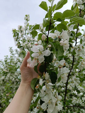 A serene image of a hand gently holding a small tree sapling symbolizing care and growth.