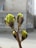 A close-up of a budding plant with several small green buds emerging from dark outer shells. The background shows a blurred urban environment with a building visible.