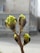 A close-up of a budding plant with several small green buds emerging from dark outer shells. The background shows a blurred urban environment with a building visible.