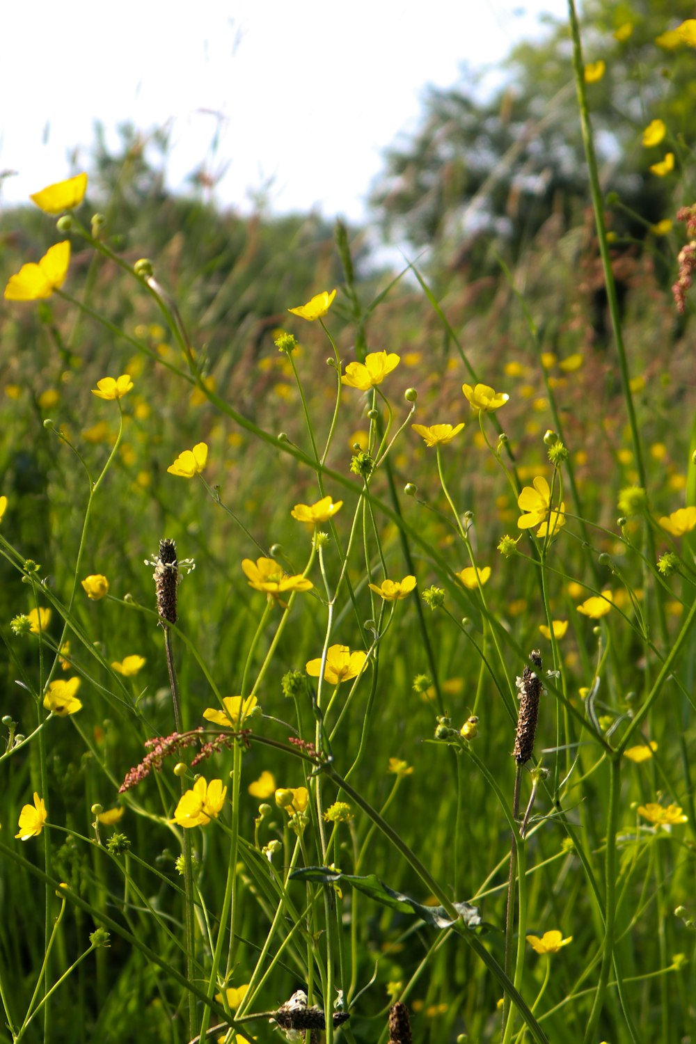 Un campo lleno de flores amarillas y hierba verde