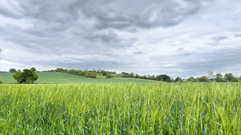 a field of green grass under a cloudy sky