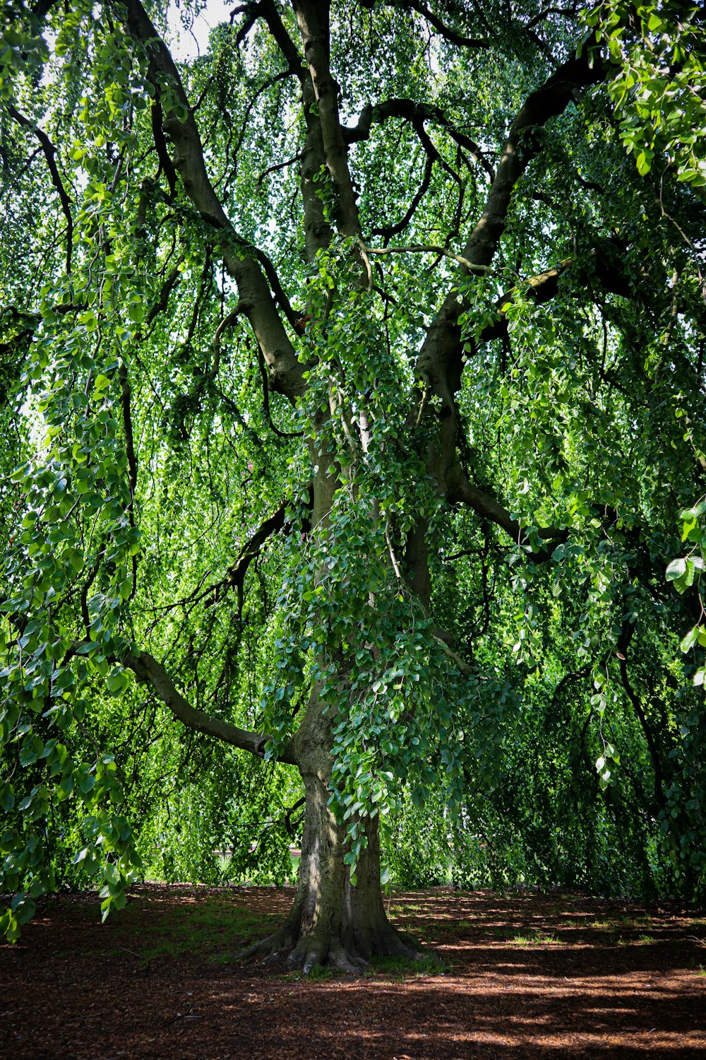 a large tree in the middle of a forest