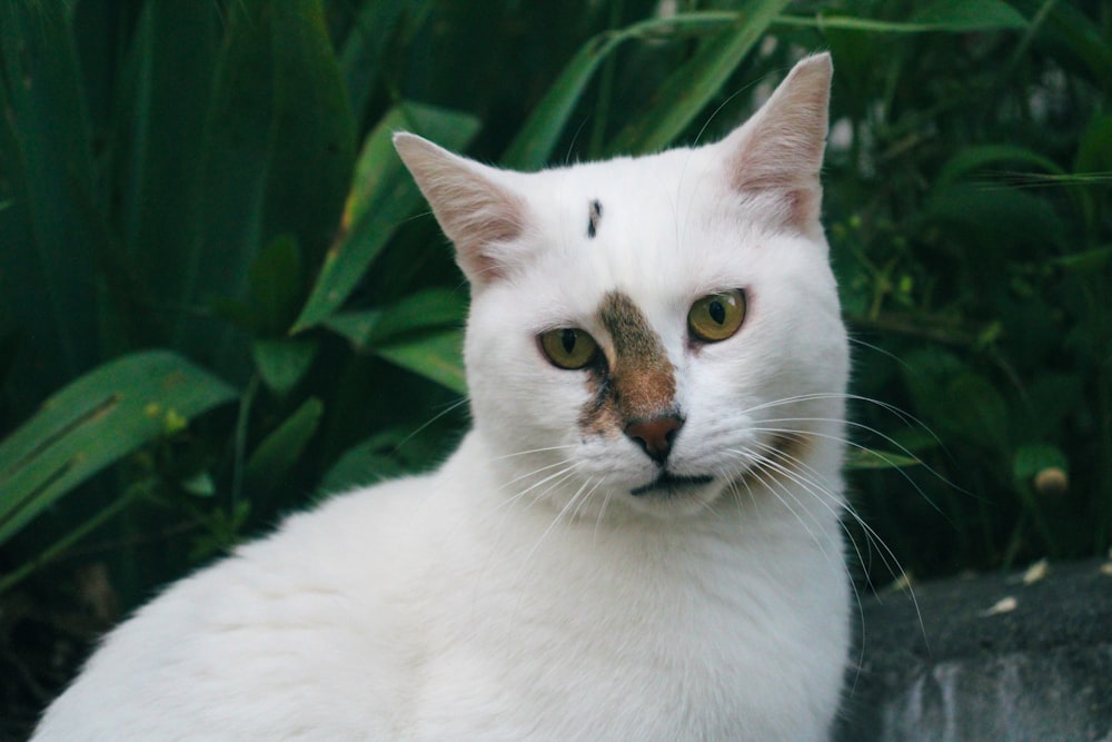 얼굴에 갈색 반점이 있는 흰 고양이