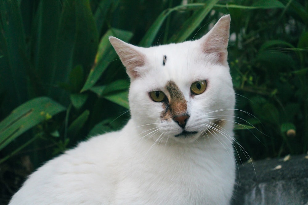 a white cat with a brown spot on it's face
