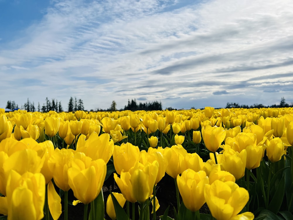 a field of yellow tulips under a blue sky