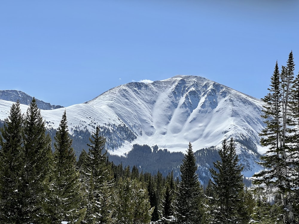 a mountain covered in snow surrounded by trees