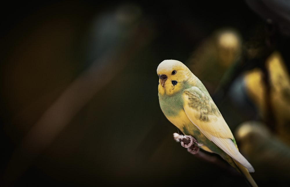 a yellow and green parakeet perched on a branch