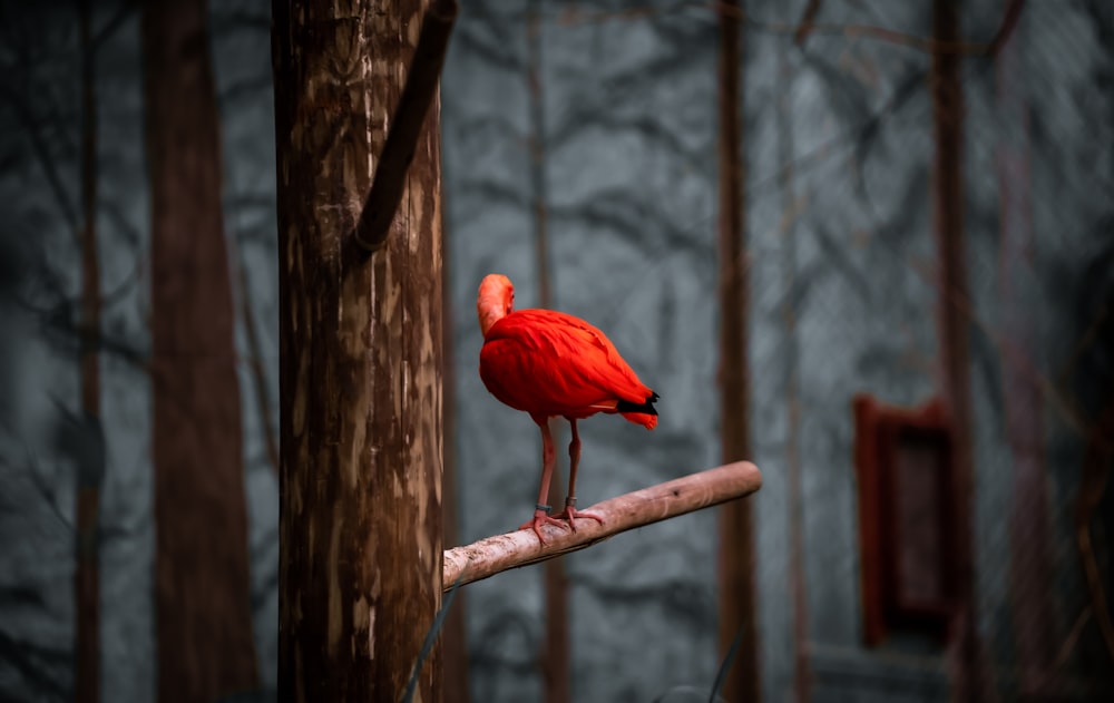 a red bird standing on a branch in a forest