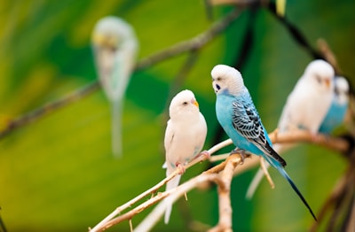 A group of parrots showcasing various colors.