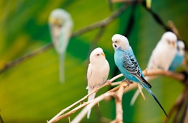 A group of colorful parakeets is perched on thin branches against a vibrant green background. The birds vary in color, with one prominently showcasing a striking blue and white plumage.