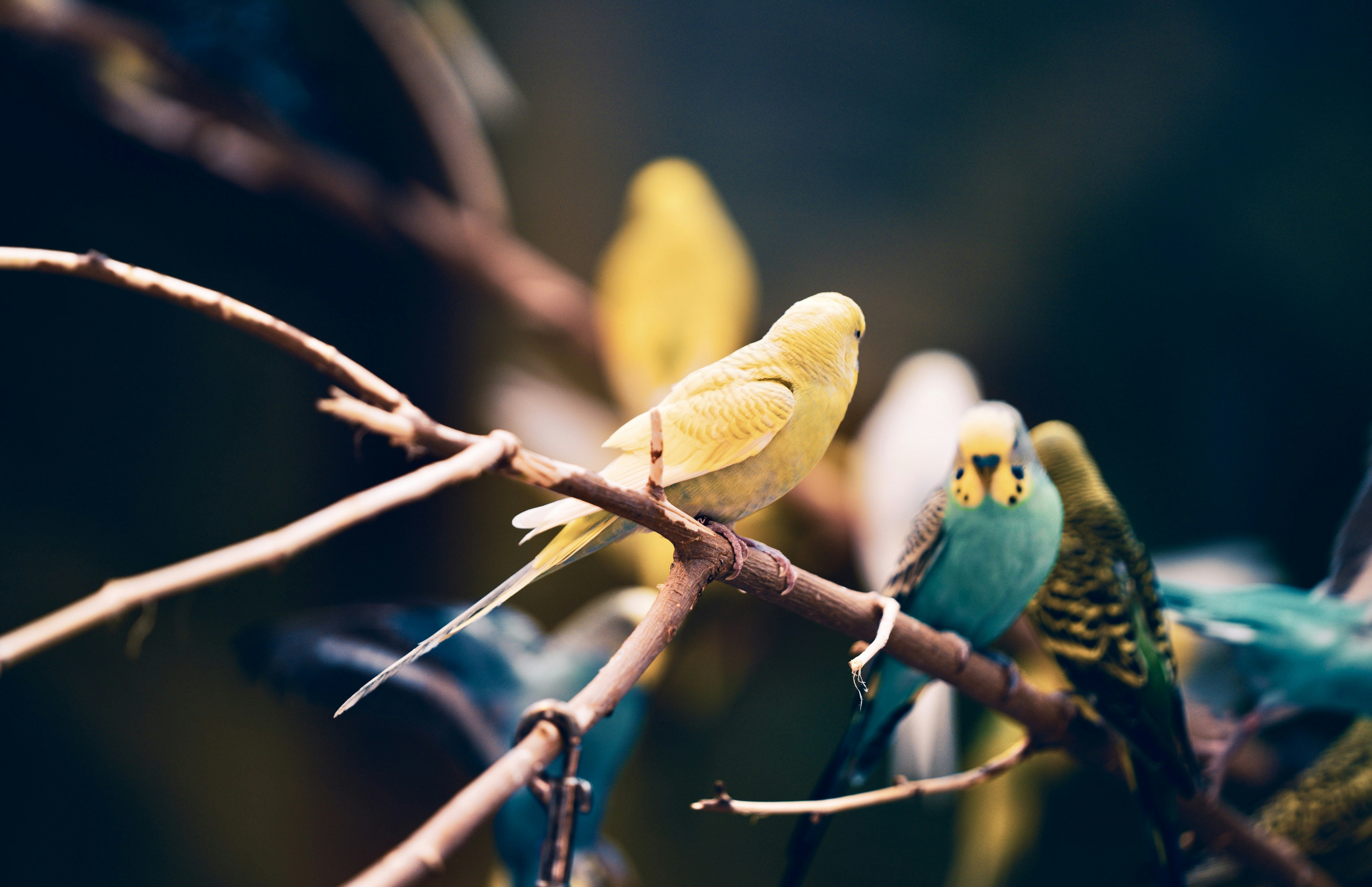 Photo by giginkrishnan