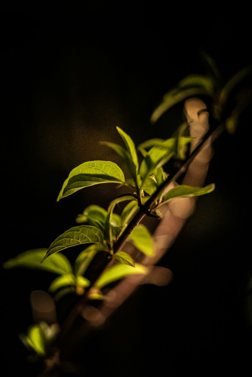 a plant with green leaves in the dark