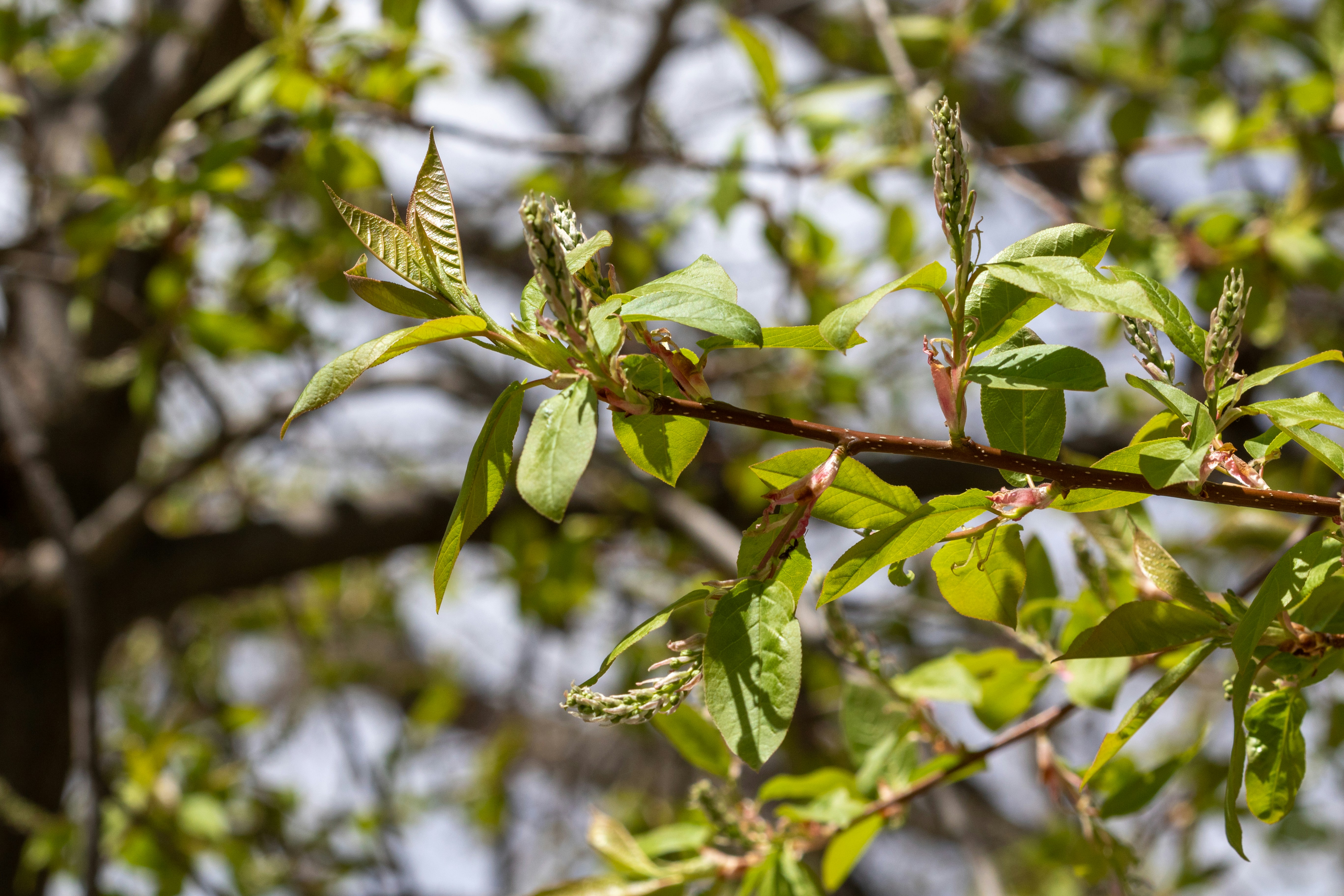 Photo by photo_tanbir