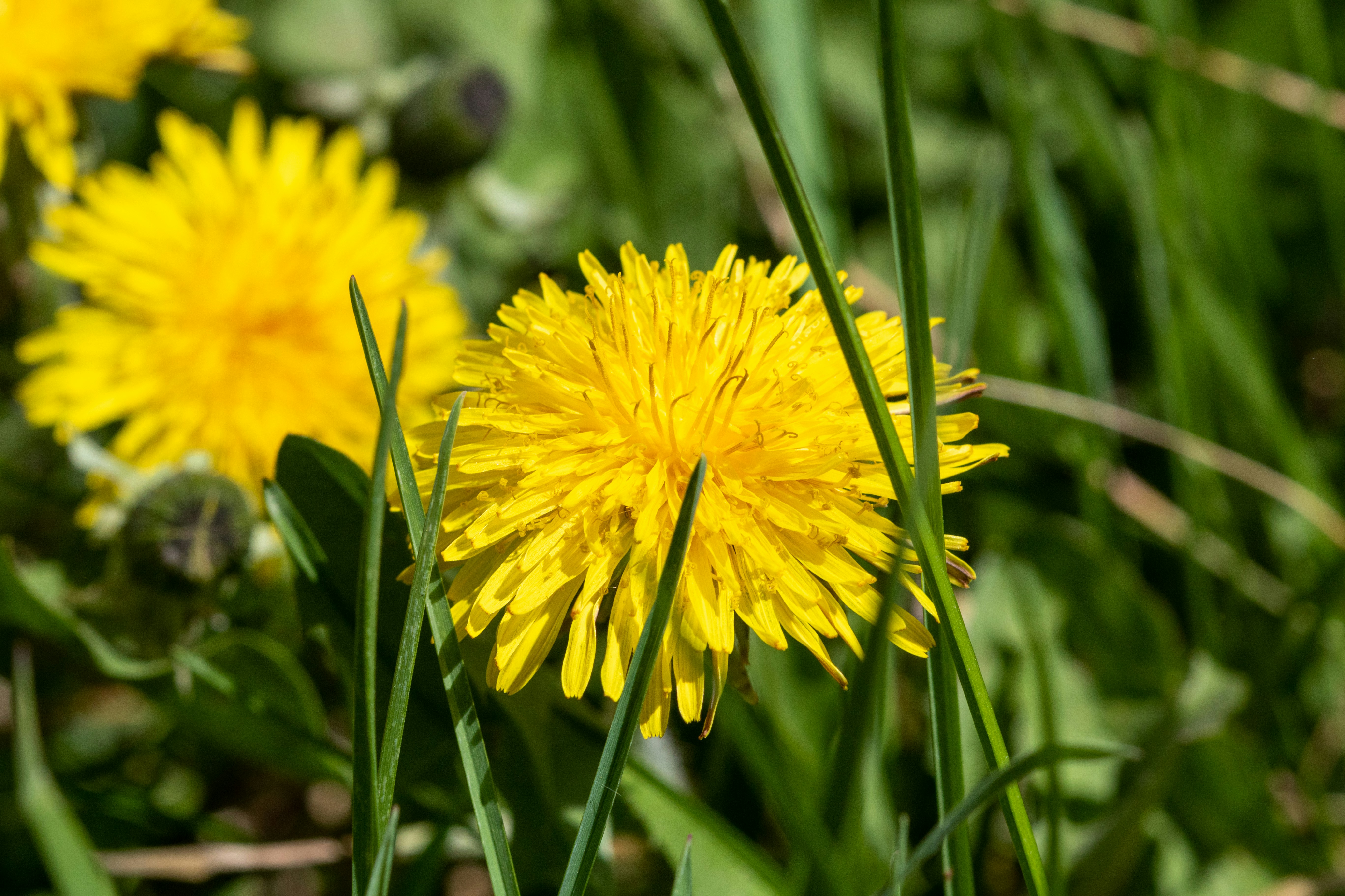 Photo by photo_tanbir