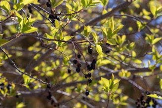 a bunch of berries hanging from a tree branch
