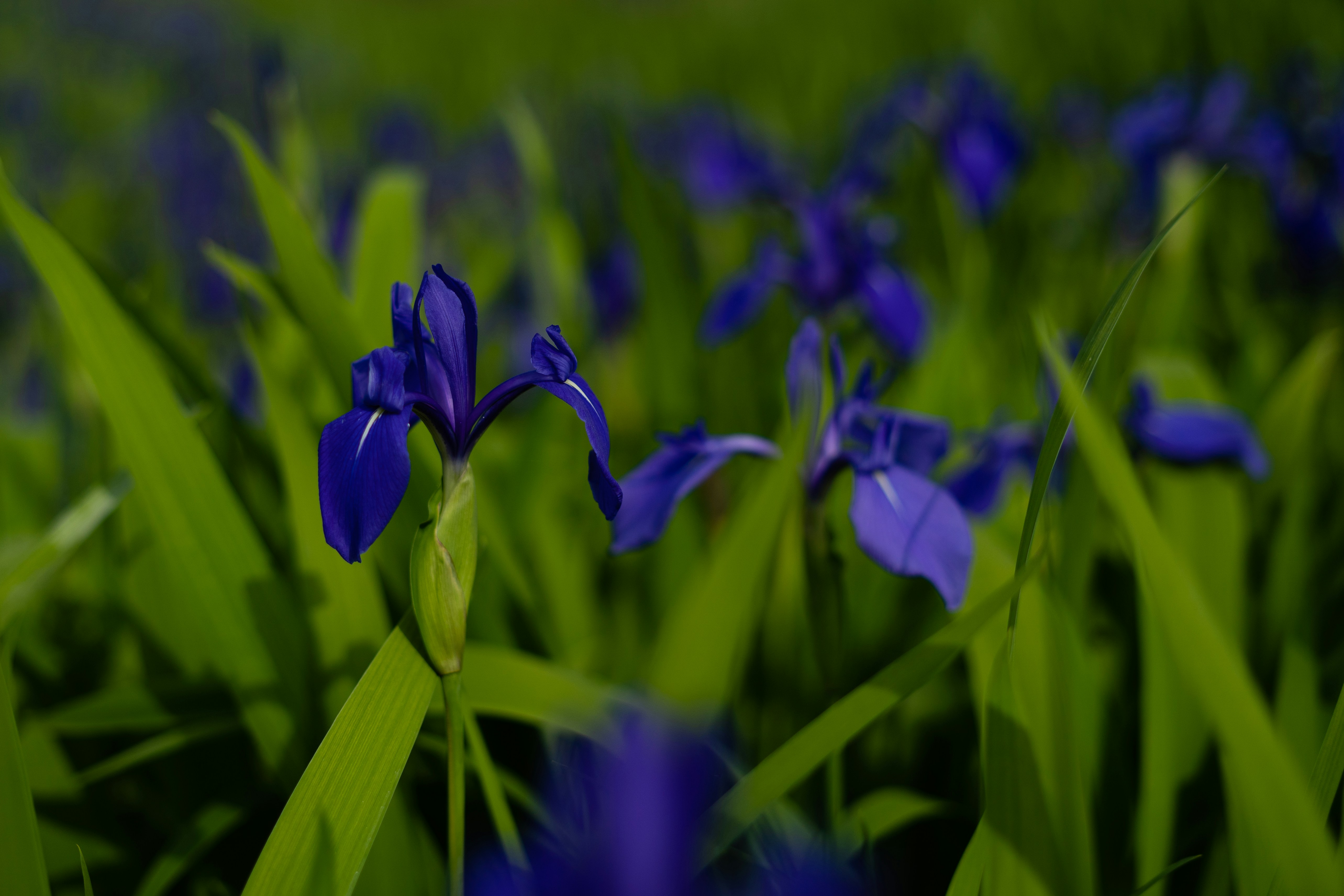 Photo by miyuki_oikawa