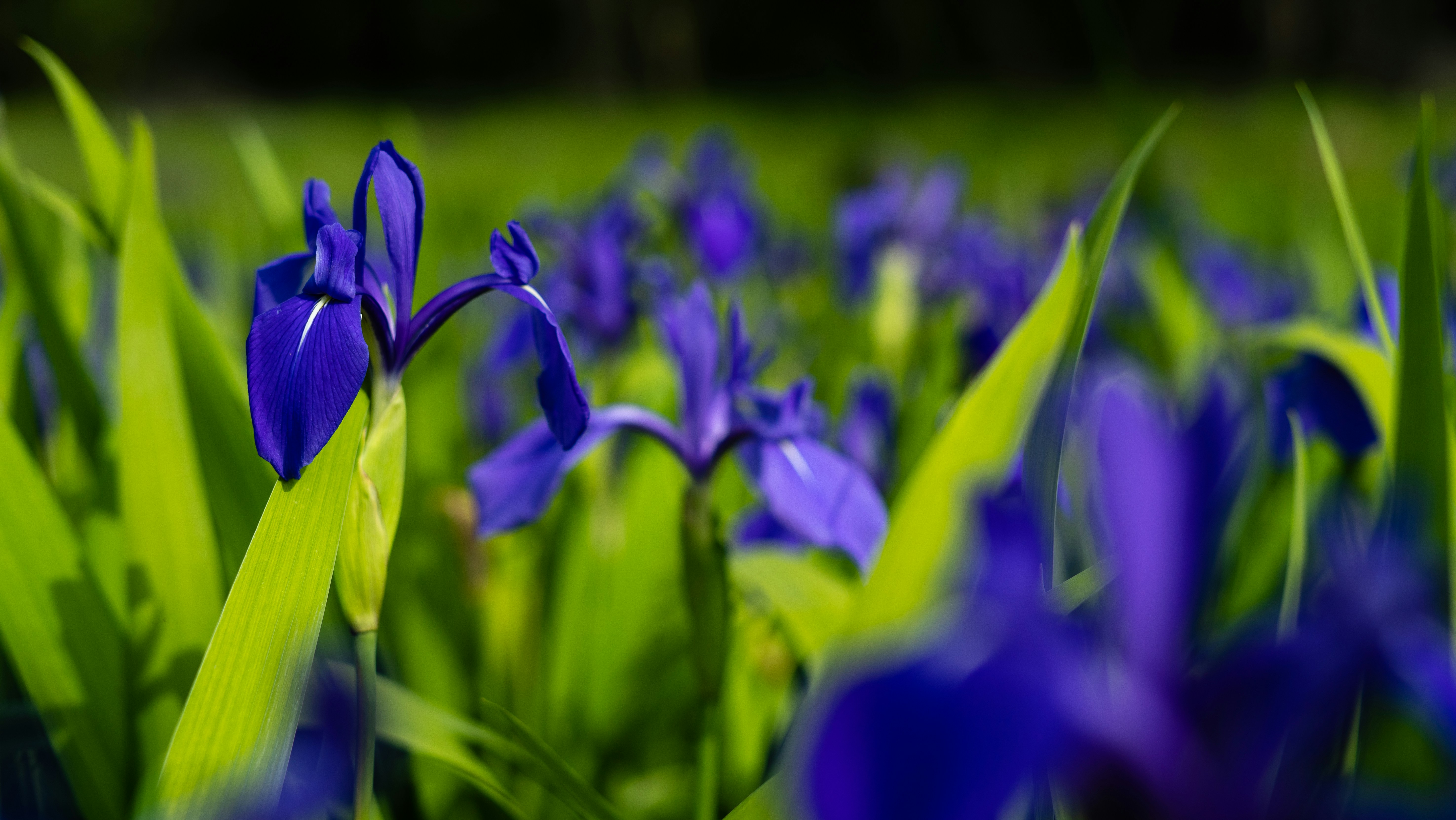 Photo by miyuki_oikawa