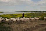 A peaceful scene of sheep walking along a dusty path near a Somali village.