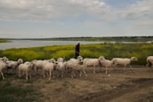 A shepherd gently guiding a flock of sheep along a rural path.