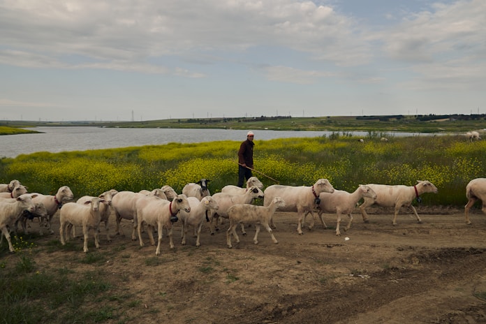 A pastoral scene featuring a flock of sheep walking along a dirt path accompanied by a shepherd. In the background, a lush green field with yellow flowering plants is visible, bordering a serene body of water. The sky is overcast with scattered clouds.