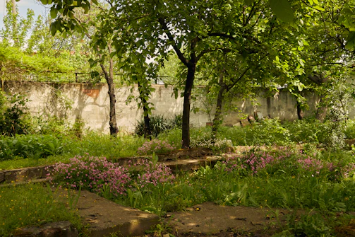 A cozy corner of the Guwahati garden with vibrant green plants and sunlight filtering through leaves.
