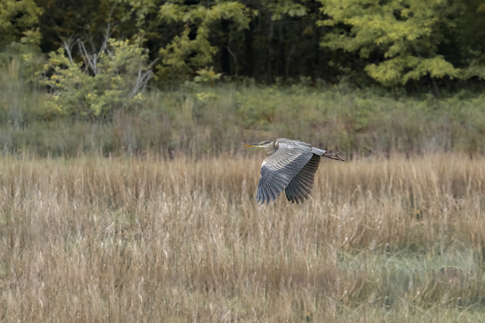 a large bird flying over a dry grass field