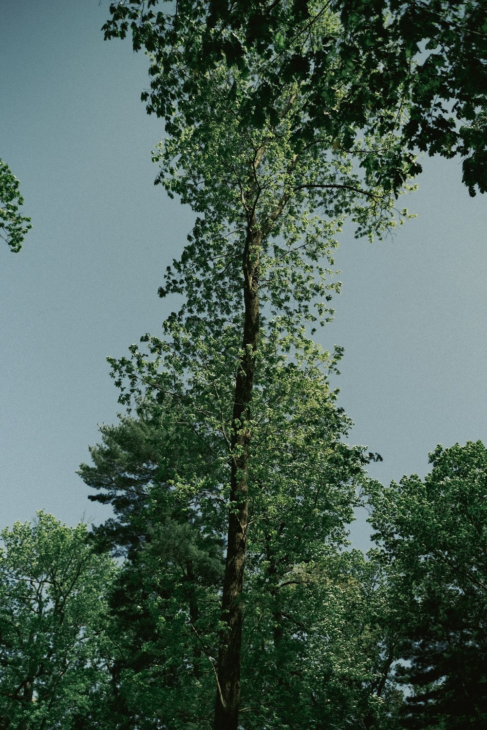 a tall tree standing in the middle of a forest